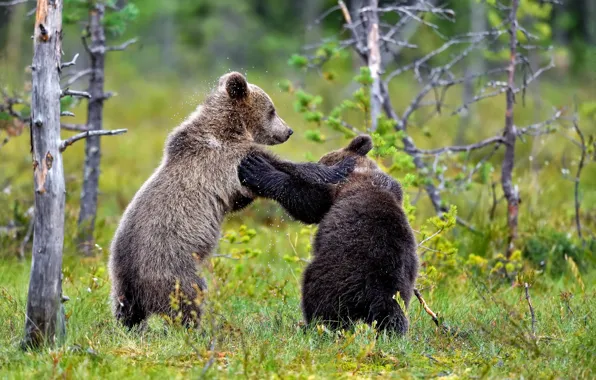 Picture nature, pose, two, bear, pair, bear, brown, two of the bear