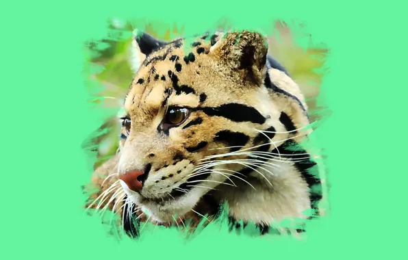 Wool, color, Clouded leopard