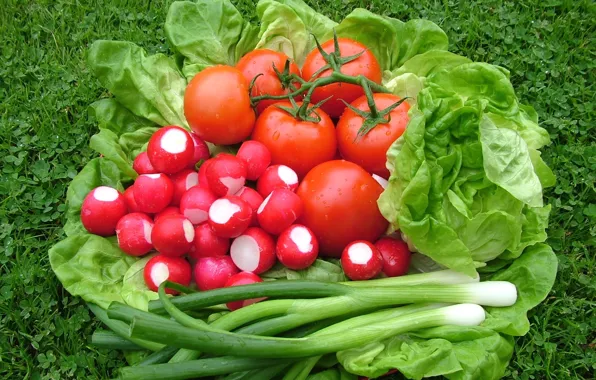 Bow, vegetables, tomatoes, salad, radishes