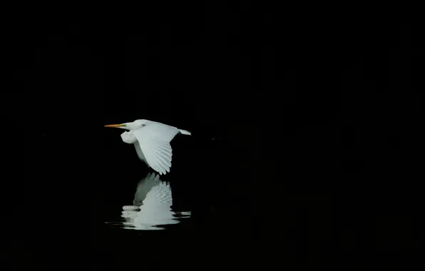 Picture reflection, bird, white, black background, Heron