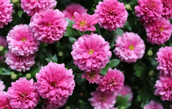Summer, flowers, Bush, garden, pink, flowerbed, chrysanthemum, the view from the top