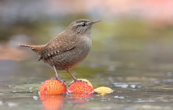Water, Bird, Nuts
