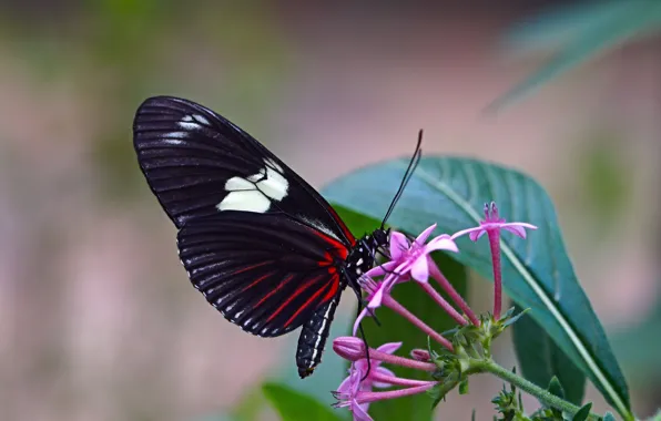 Picture flower, summer, butterfly, butterfly, animal