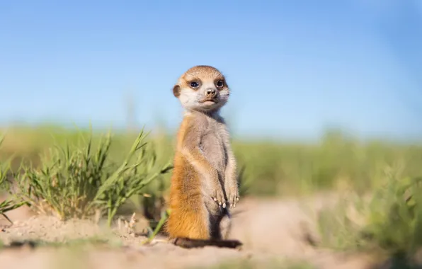 Picture nature, background, Baby Meerkat