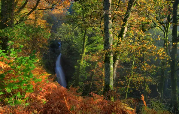Autumn, forest, trees, branches, England, waterfall, the bushes, Dockray