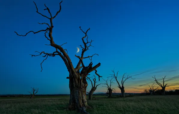 The sky, grass, tree, the moon, a month