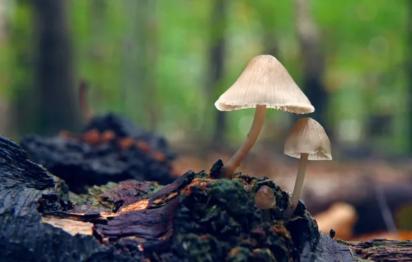 Picture background, mushrooms, blur, stump