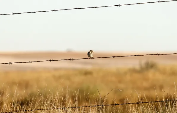 The fence, wire, minimalism, Sparrow