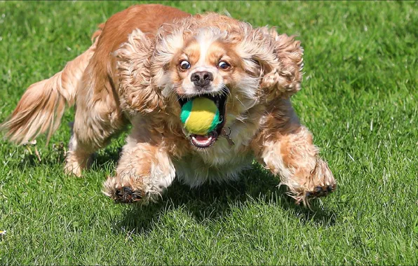 Eyes, the ball, dog, goalkeeper, eyes, dog, funny, funny