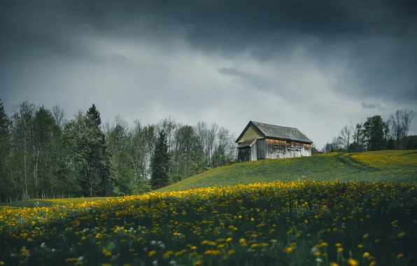 Field, forest, the sky, flowers, clouds, overcast, hill, meadow