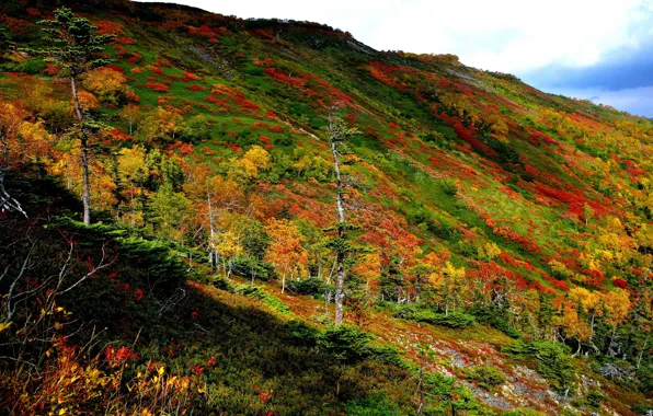 Picture landscape, autumn, color, Hokkaido, Ginsendai