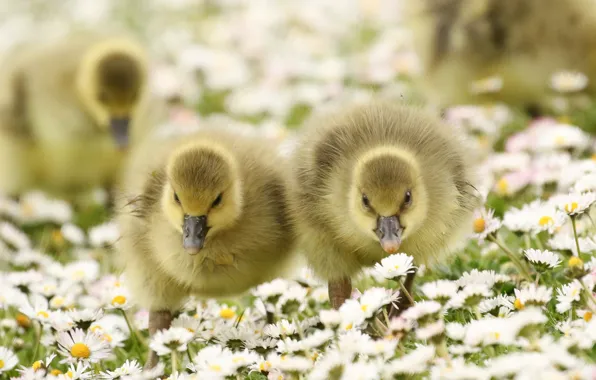 Picture flowers, nature, beauty, meadow, kids, geese