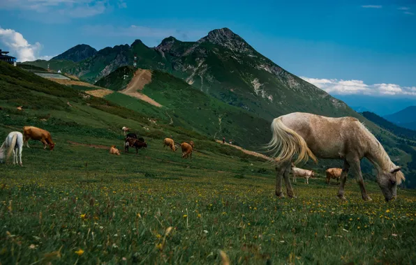 Field, white, the sky, grass, mountains, nature, blue, horse