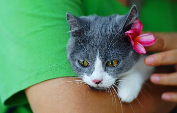 Kitty, grey, background, t-shirt, kitty, striped, the owner, smoky