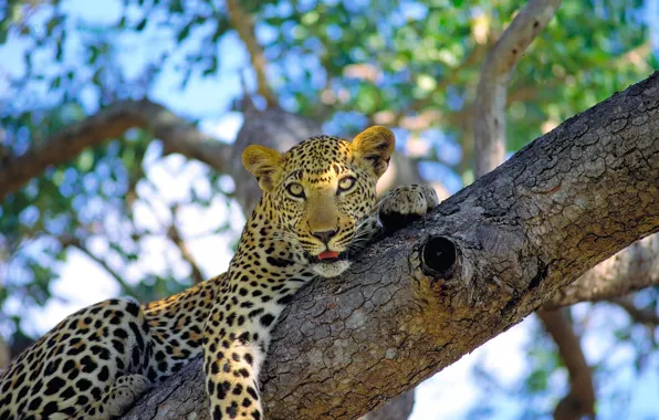 Picture mustache, face, Leopard, lies, wild cat, on the tree, looks, spotted