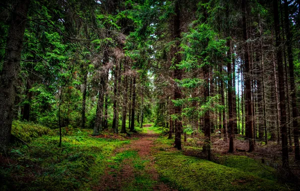 Forest, trees, nature, photo, trail