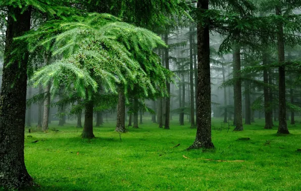 Picture forest, grass, trees, nature, fog, moss, spruce, coniferous forest