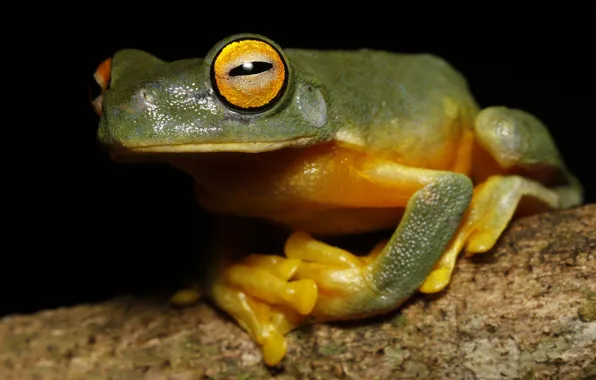 Picture look, macro, branches, pose, frog, legs, black background, treefrog