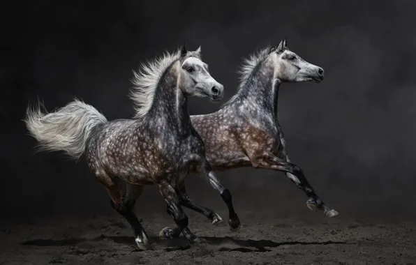 Picture horse, horse, dust, running, pair