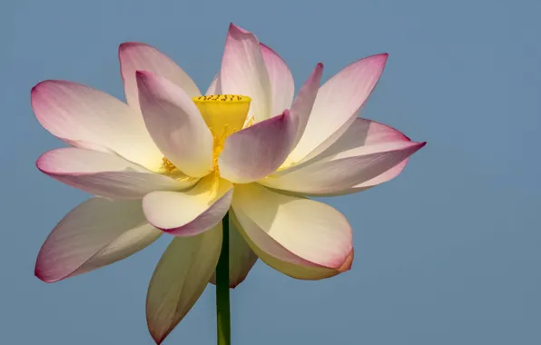 Picture macro, paint, petals, Lotus