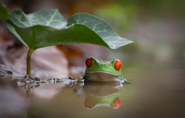 Picture water, sheet, interest, lake, frog, bathing, green, red eyes