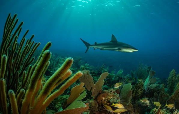 Sea, shark, corals, underwater world
