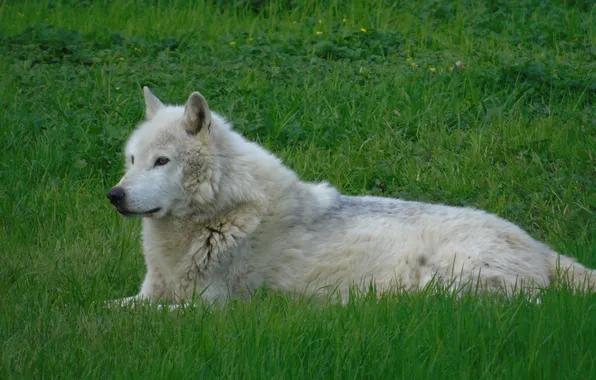 Picture nature, snow, predator, face, animal, wolf, wolves, wildlife