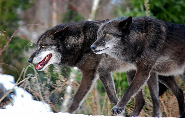 Nature, predator, animal, wolf, wildlife, portrait, portrait., Canis lupus. face