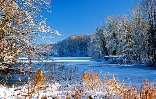 Picture winter, the sky, snow, trees, river, direction