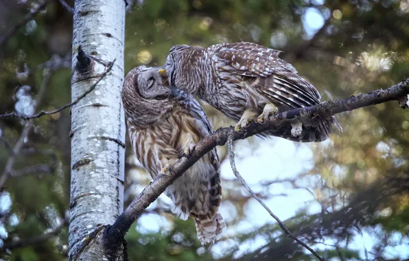 Picture birds, tree, kiss, owls, a couple, A barred owl