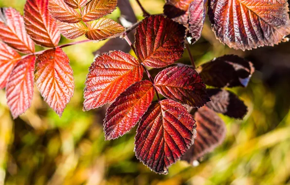 Picture autumn, leaves, nature