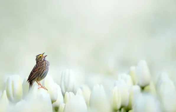 Picture nature, bird, tulips