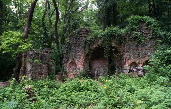 Picture trees, ruins, architecture, Istanbul, Turkey, Istanbul, ruins, Turkey