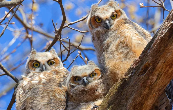 Birds, branches, tree, owl, owls, mom, owl, owlets