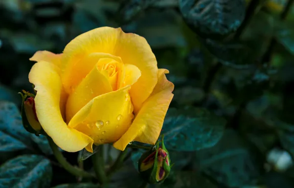 Flower, leaves, the dark background, rose, Bud, yellow