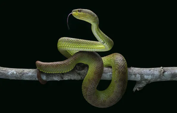 Language, look, snake, branch, black background, green, Viper, kufiya