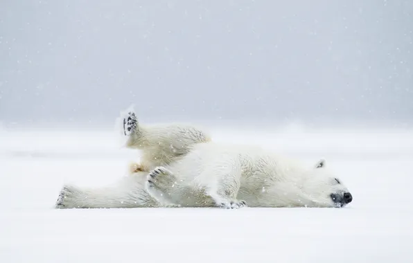 Snow, bear, Norway, white bear