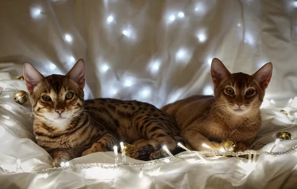 Picture cats, garland, white background