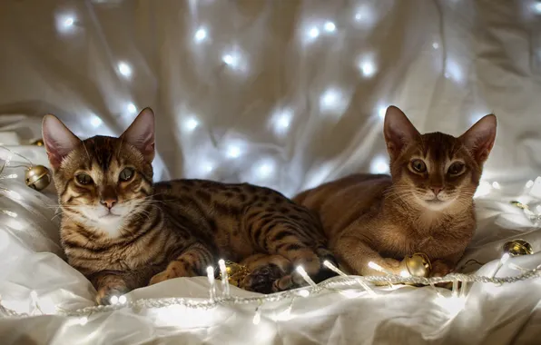 Cats, garland, white background