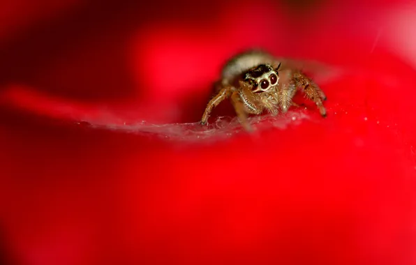 Picture spider, red background, jumper
