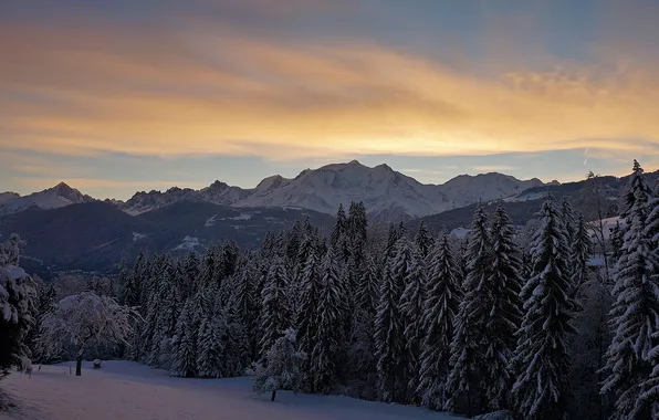 Picture winter, snow, tree, mont-blanc