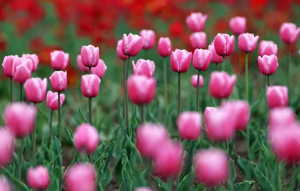 Flowers, nature, spring, tulips