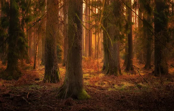 Forest, trees, nature