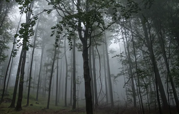 Forest, trees, nature, fog, Hungary, Hungary