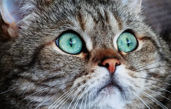 Cat, cat, look, face, close-up, grey, background, portrait