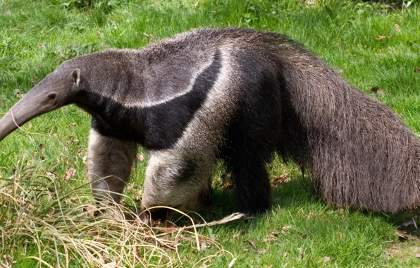 TAIL, WOOL, NOSE, ANTEATER