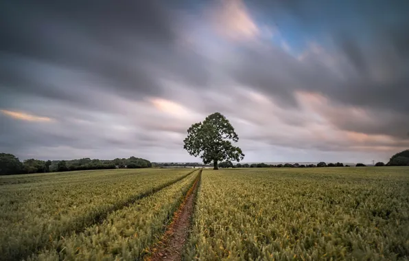 Picture field, the sky, tree