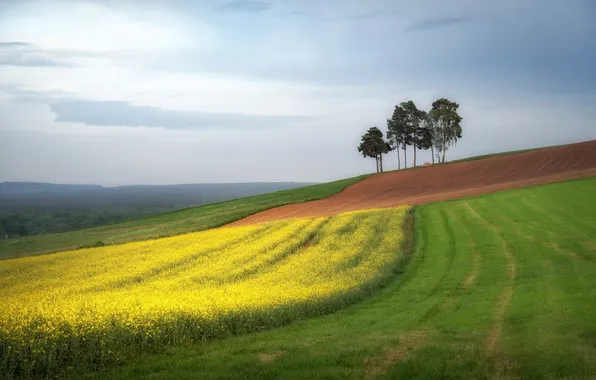 Field, summer, rape