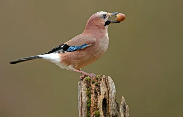 Picture birds, stump, acorn, Jay