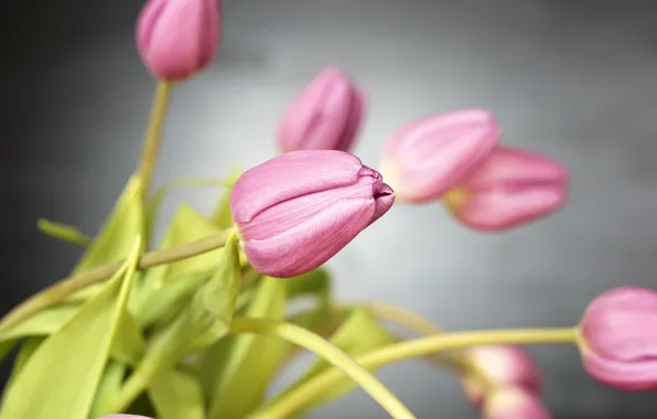 Picture flowers, petals, tulips, pink